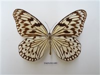 藏品(大白斑蝶)的圖片